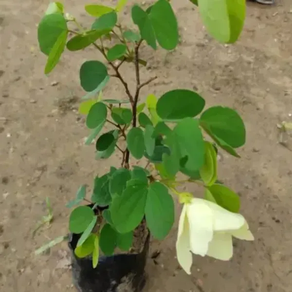 Bauhinia_Acuminata_Kanchan_Flower_Plant_White