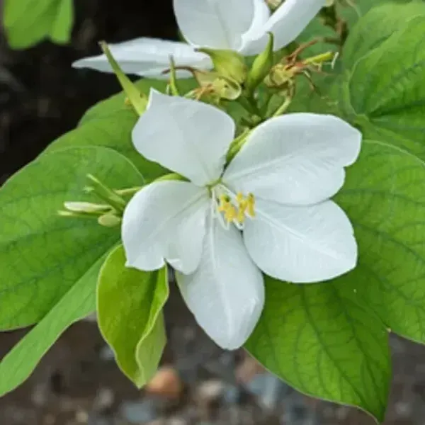 Bauhinia_Acuminata_Kanchan_Flower_Plant_White
