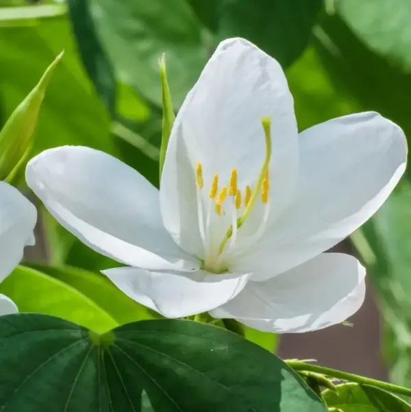 Bauhinia_Acuminata_Kanchan_Flower_Plant_White
