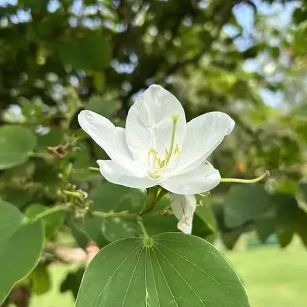 Bauhinia_Acuminata_Kanchan_Flower_Plant_White