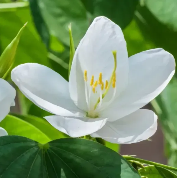 Bauhinia_Acuminata_Kanchan_Flower_Plant_White