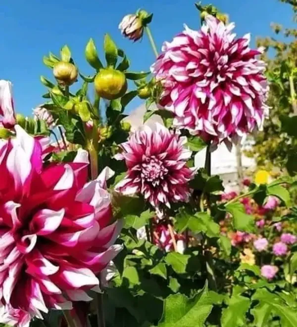 Dahlia_Flower_Plant_Variegated_Red
