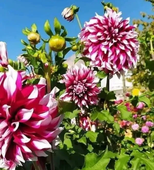 Dahlia_Flower_Plant_Variegated_Red