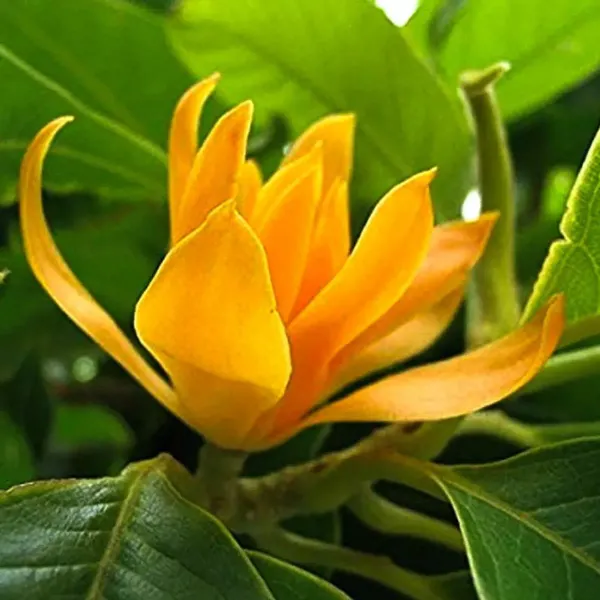 Magnolia_Champaca_Swarna_Chapa_Flower_Plant_Yellow