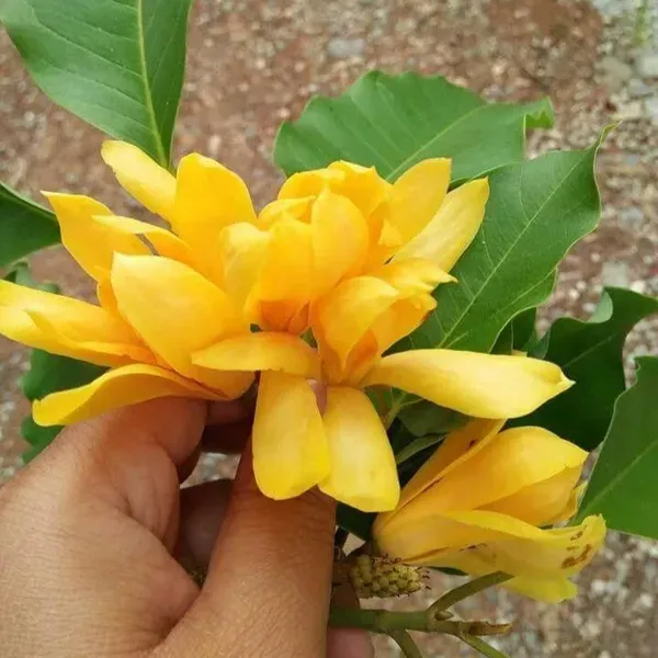 Magnolia_Champaca_Swarna_Chapa_Flower_Plant_Yellow