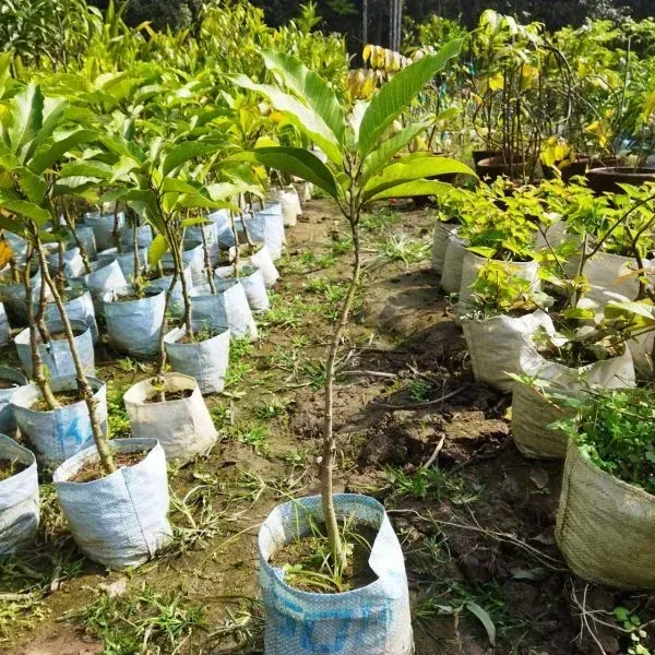 Magnolia_Champaca_Swarna_Chapa_Flower_Plant_Yellow
