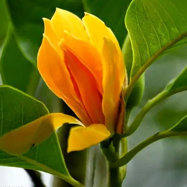 Magnolia_Champaca_Swarna_Chapa_Flower_Plant_Yellow