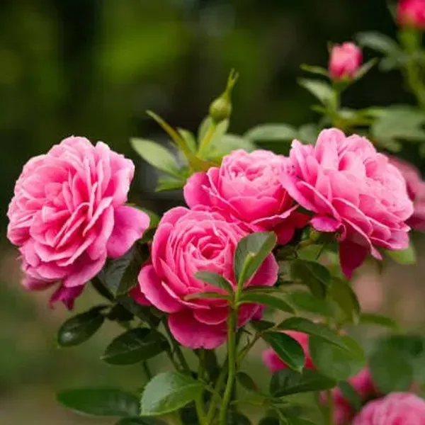 Climbing_Rose_Flower_Plant_Pink