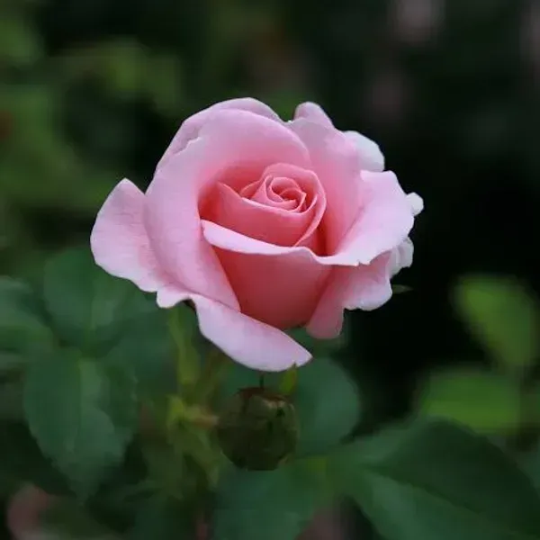 Climbing_Rose_Flower_Plant_Pink