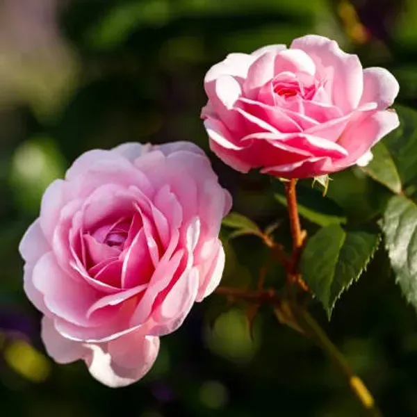 Climbing_Rose_Flower_Plant_Pink