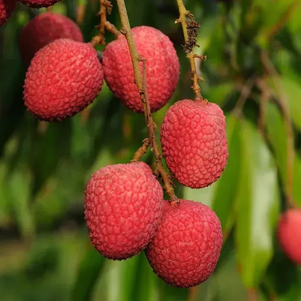 Bombay_Litchi_Fruit_Plant_Lychee