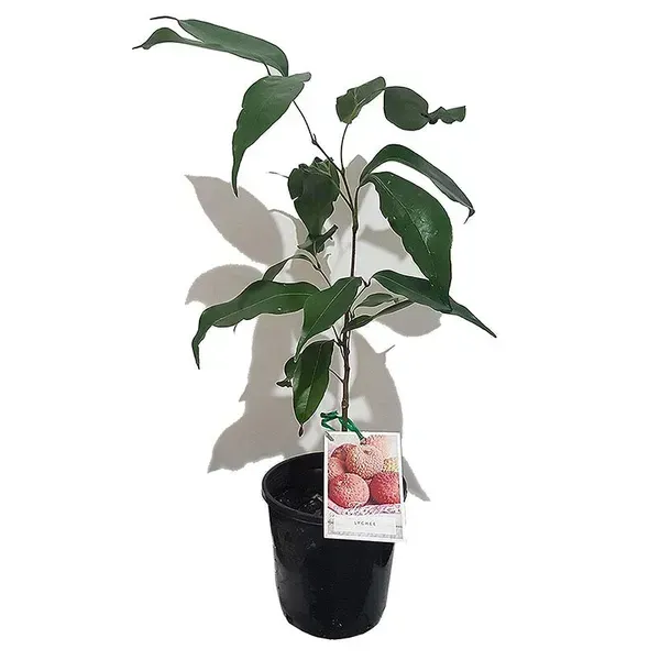 Bombay_Litchi_Fruit_Plant_Lychee