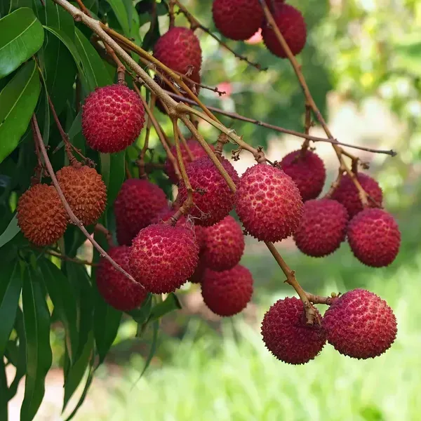 Bombay_Litchi_Fruit_Plant_Lychee
