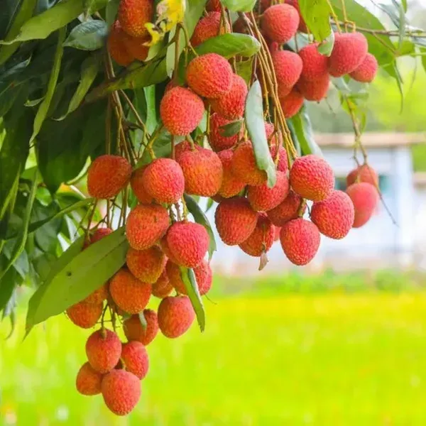 Bombay_Litchi_Fruit_Plant_Lychee