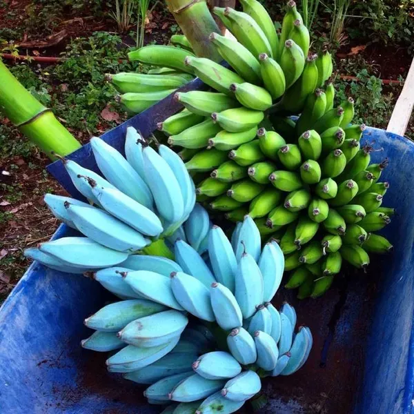 Java_Blue_Banana_Fruit_Plant_For_Home_Garden