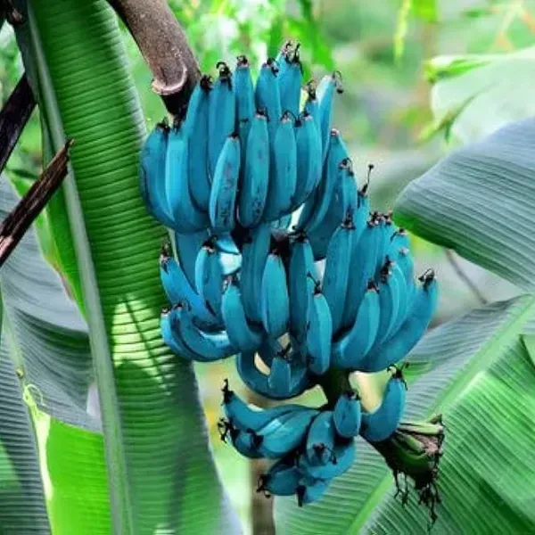 Java_Blue_Banana_Fruit_Plant_For_Home_Garden