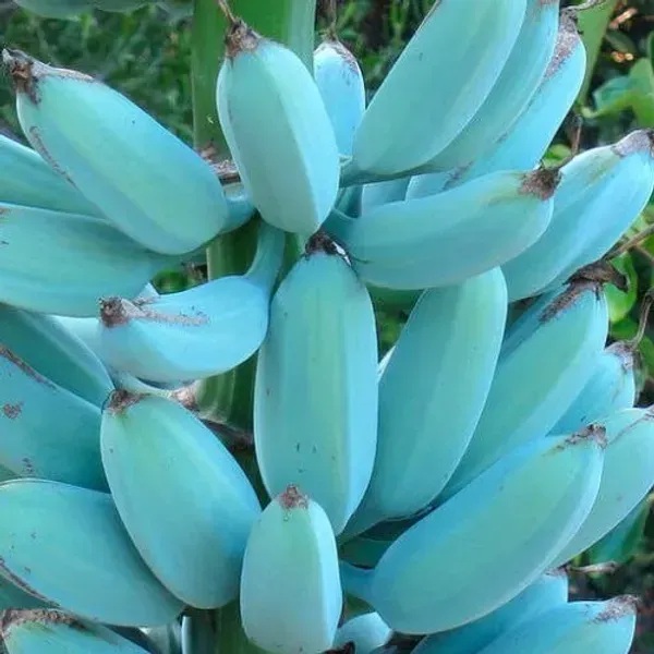 Java_Blue_Banana_Fruit_Plant_For_Home_Garden