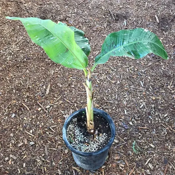 Java_Blue_Banana_Fruit_Plant_For_Home_Garden