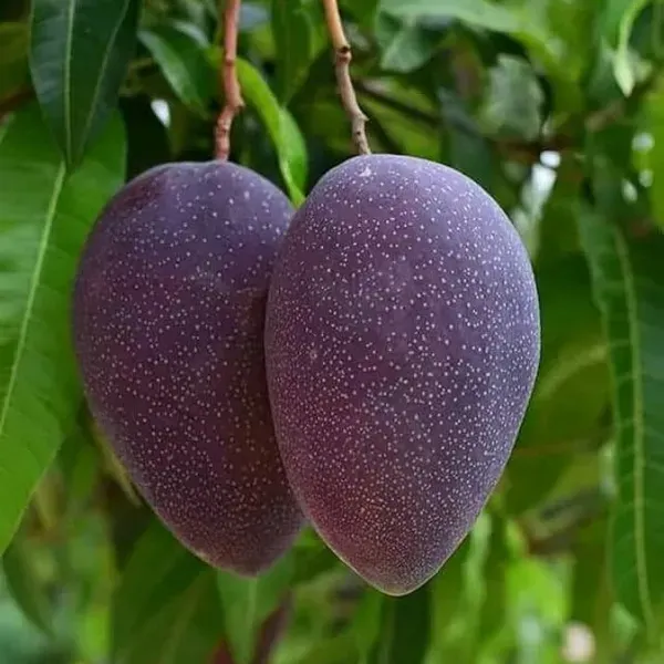Blackstone_Mango_Grafted_Fruit_Plant