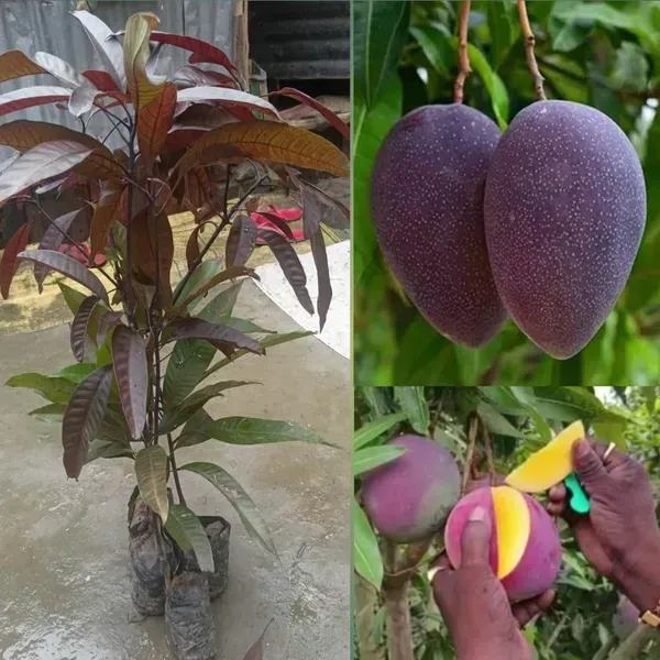 Blackstone_Mango_Grafted_Fruit_Plant