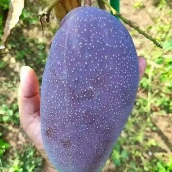Blackstone_Mango_Grafted_Fruit_Plant
