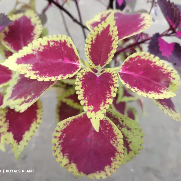 Coleus_Pata_Bahari_Plant_For_Home_Garden