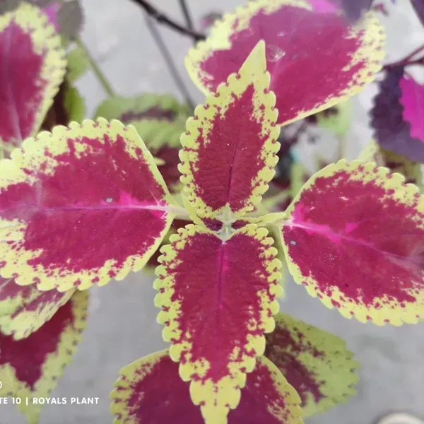 Coleus_Pata_Bahari_Plant_For_Home_Garden