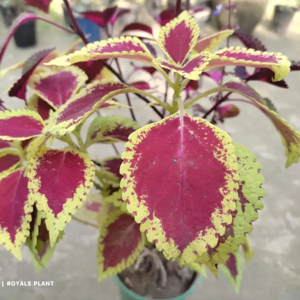 Coleus_Pata_Bahari_Plant_For_Home_Garden