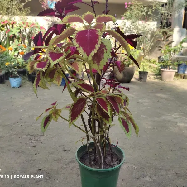 Coleus_Pata_Bahari_Plant_For_Home_Garden
