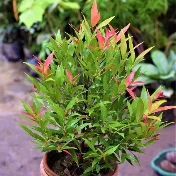 Syzygium_Christina_Tropical_Live_Plant