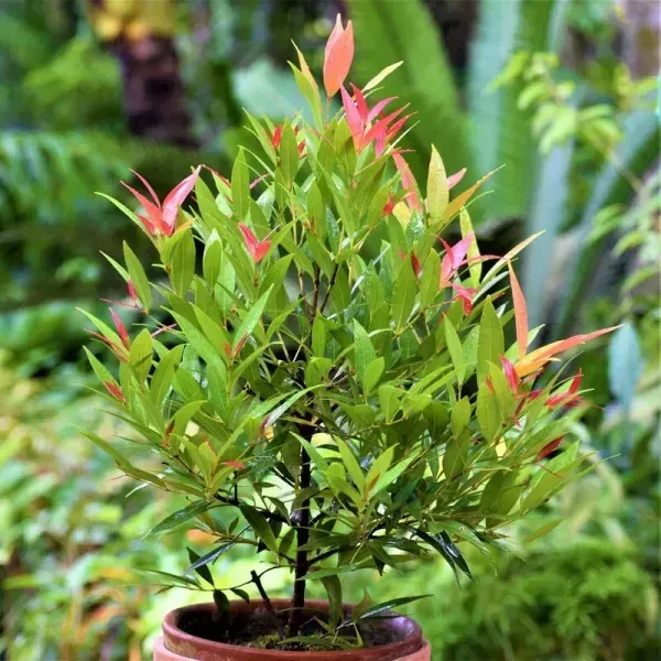 Syzygium_Christina_Tropical_Live_Plant