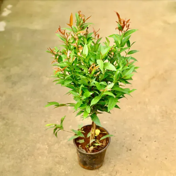 Syzygium_Christina_Tropical_Live_Plant