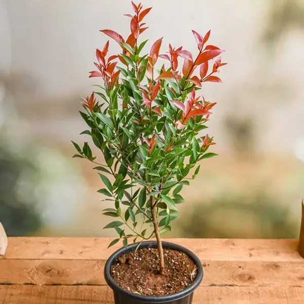 Syzygium_Christina_Tropical_Live_Plant