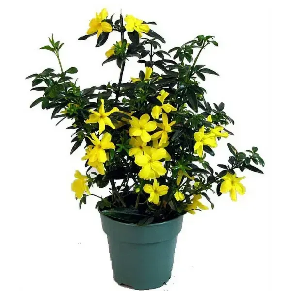 Cape_Jasmine_Perfuming_Flower_Plant_Yellow