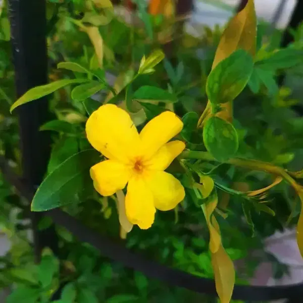 Cape_Jasmine_Perfuming_Flower_Plant_Yellow