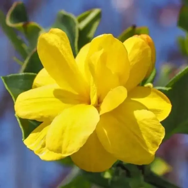 Cape_Jasmine_Perfuming_Flower_Plant_Yellow