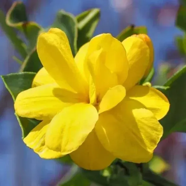 Cape_Jasmine_Perfuming_Flower_Plant_Yellow