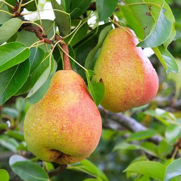 Nashpati_Pear_Grafted_Hybrid_Fruit_Plant