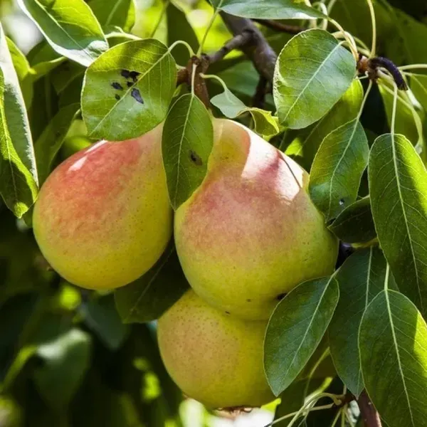 Nashpati_Pear_Grafted_Hybrid_Fruit_Plant