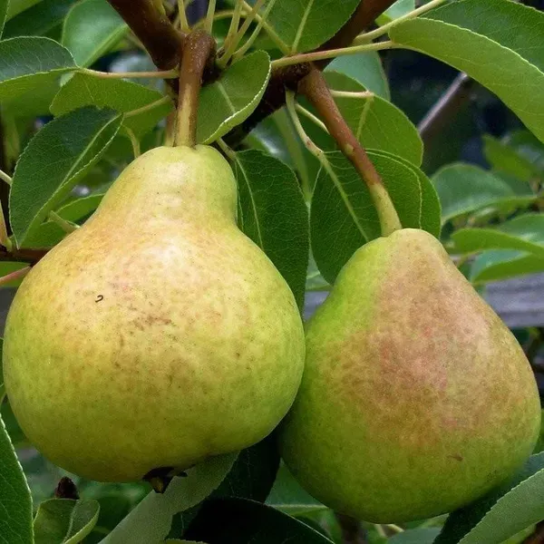 Nashpati_Pear_Grafted_Hybrid_Fruit_Plant