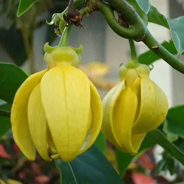Artabotrys_Hexapetalus_Hari_Champa_Flower_Plant_Yellow