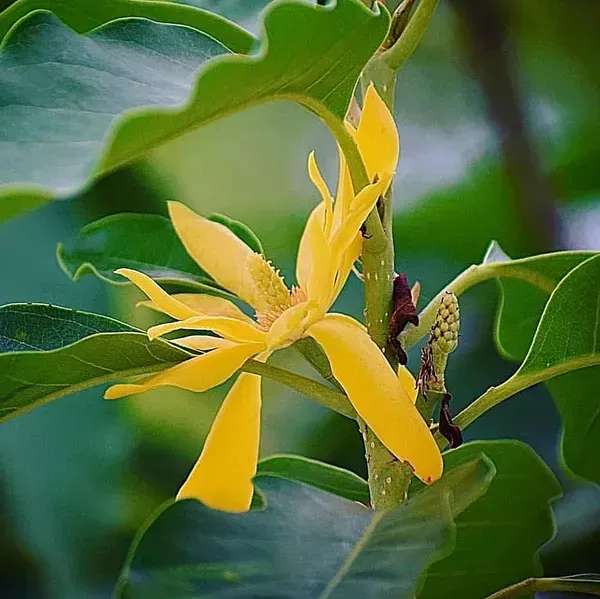 Artabotrys_Hexapetalus_Hari_Champa_Flower_Plant_Yellow