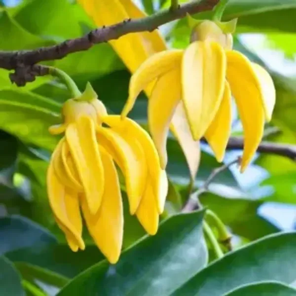 Artabotrys_Hexapetalus_Hari_Champa_Flower_Plant_Yellow