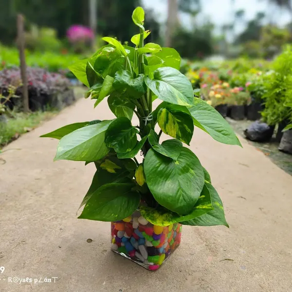 Hybrid_Money_Plant_For_Home_Garden