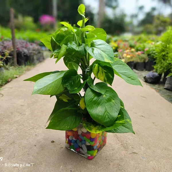 Hybrid_Money_Plant_For_Home_Garden