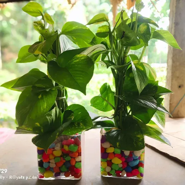 Hybrid_Money_Plant_For_Home_Garden
