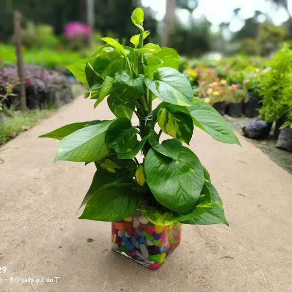 Hybrid_Money_Plant_For_Home_Garden