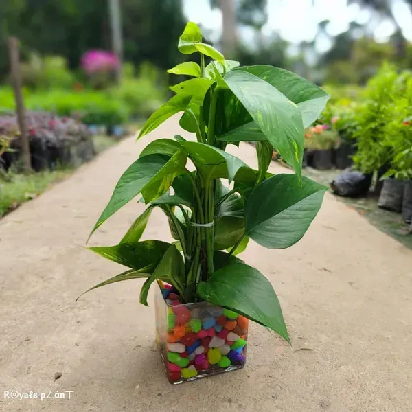Hybrid_Money_Plant_For_Home_Garden