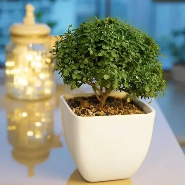 Table_Top_Kamini_Live_Plant_For_Home_Garden