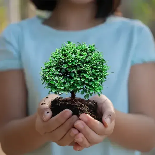 Table_Top_Kamini_Live_Plant_For_Home_Garden